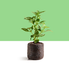 Kit Mudas | Manjericão